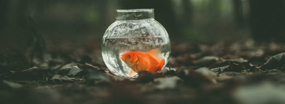 Image of goldfish in a bowl