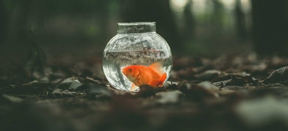 A goldfish in a small bowl standing outside on the ground.