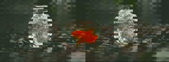 Image of goldfish in a bowl
