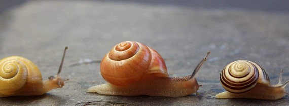 Image of snails in a line