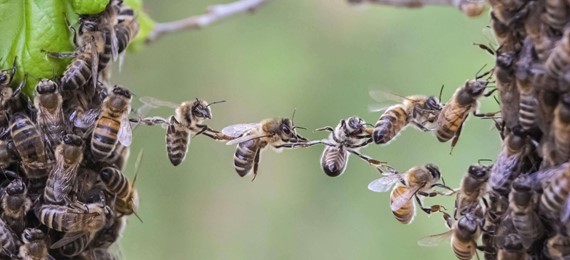 Image of bees linking to form a bridge