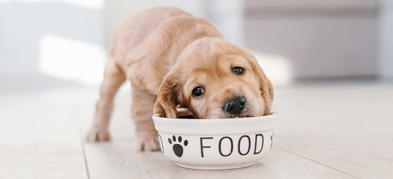 Image of puppy eating food