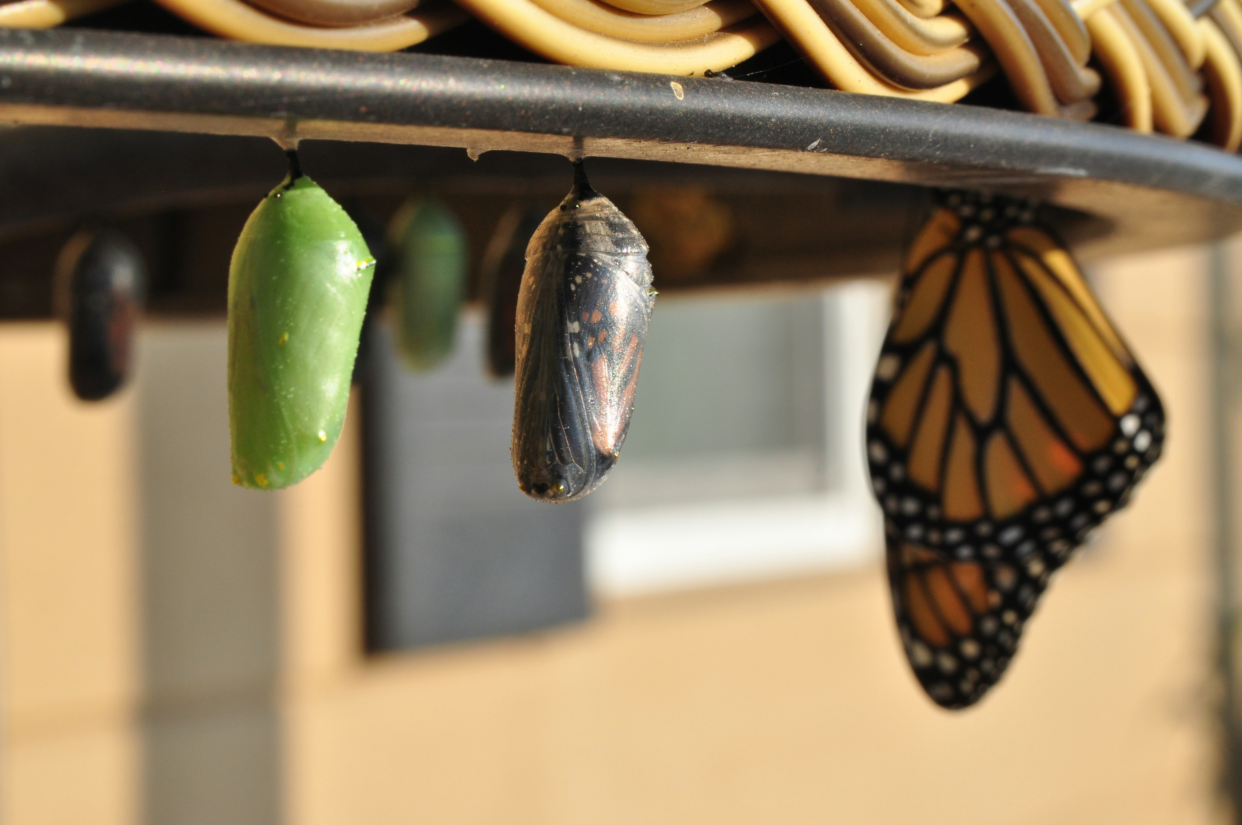photo showing butterfly emerging from cocoon